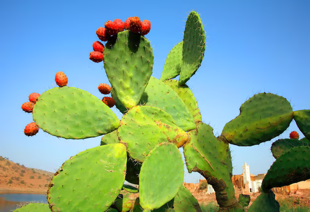 American Prickly Pear Cactus with flowering red fruit