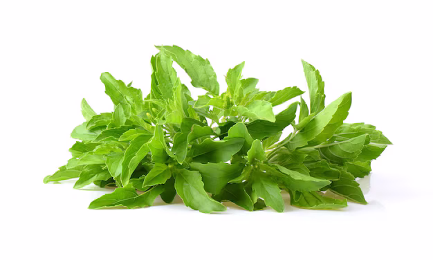 Holy Basil leaves in a light cluster