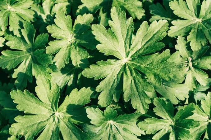 Bunch of mugwort leaves in warm sunlight