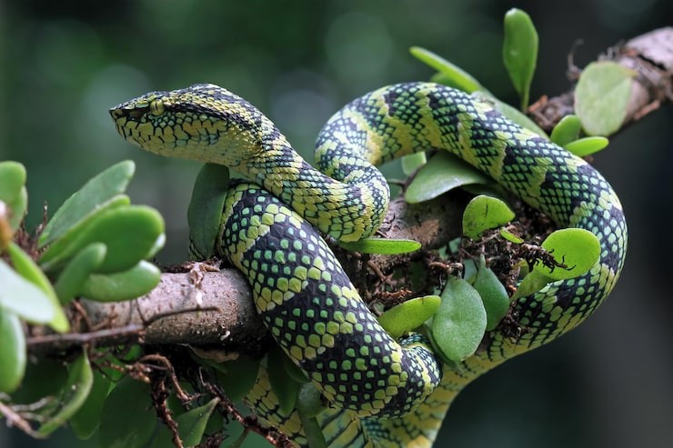 Vivid black and green snake curled up on a tree branch