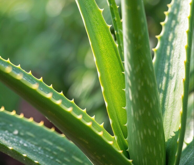 Aloe vera succulent in setting sunlight with spiky, dark green leaves
