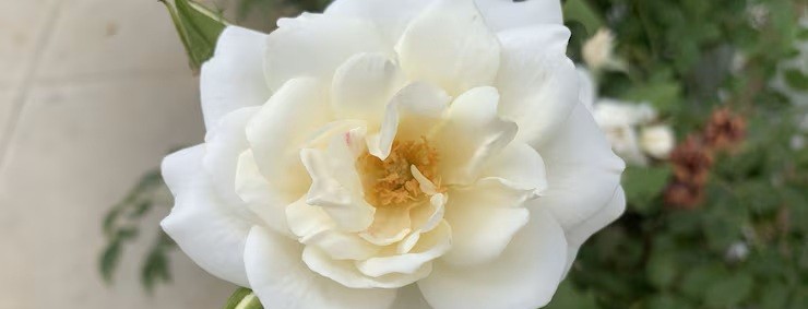 White gardenia flower centered with strands of yellow pollen