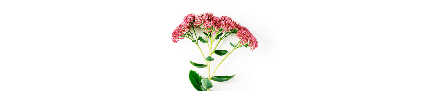 Pink blooming sedum flowers in a bunch