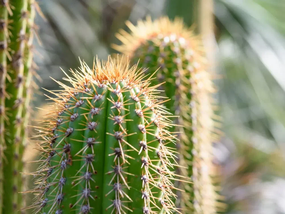 The Benefits of Cactus Tile