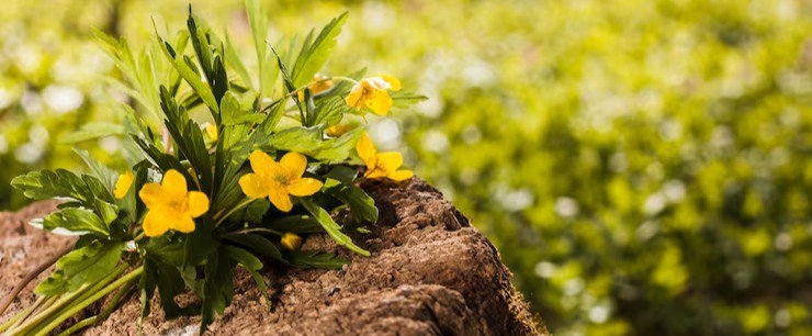 Flowering bunch of yellow evening primrose flowers