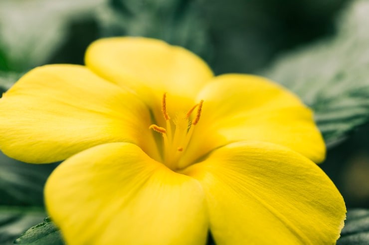 Close up of a bright-yellow 5 petal flower (evening primrose)