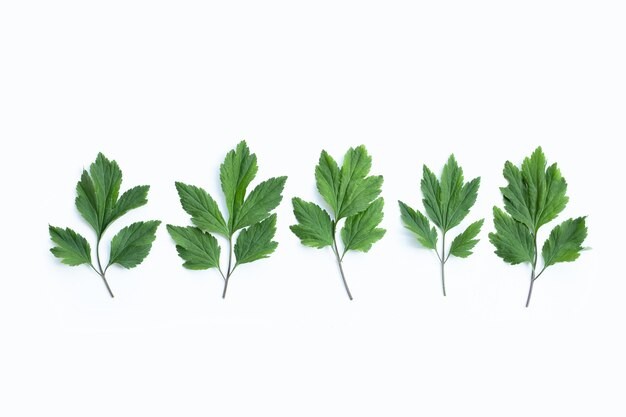 Freshly plucked mugwort leaves against white background