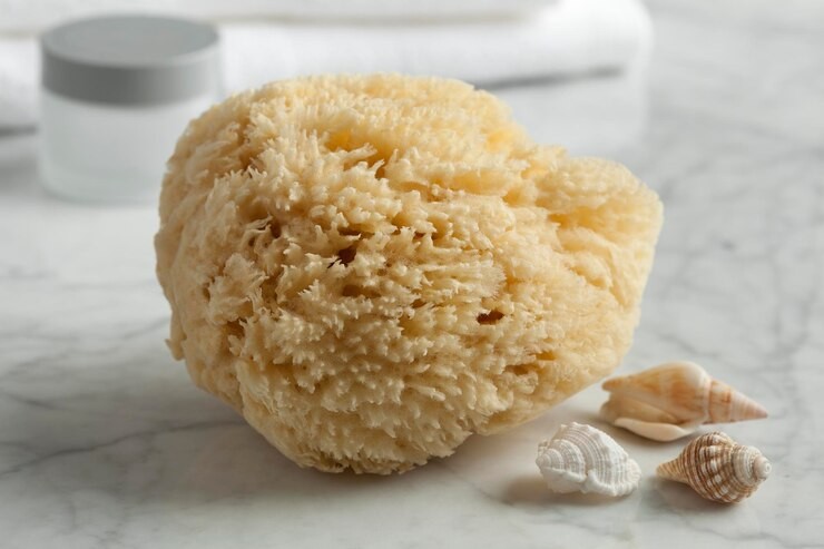 Freshwater sponge dried next to small, snail shells