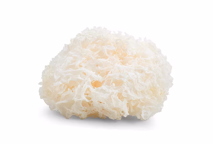 Tremella (snow) mushroom specimen dried