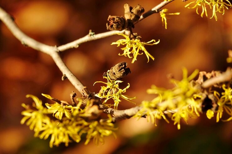 Branch of lemon-yellow witch hazel flowers in an autumn background