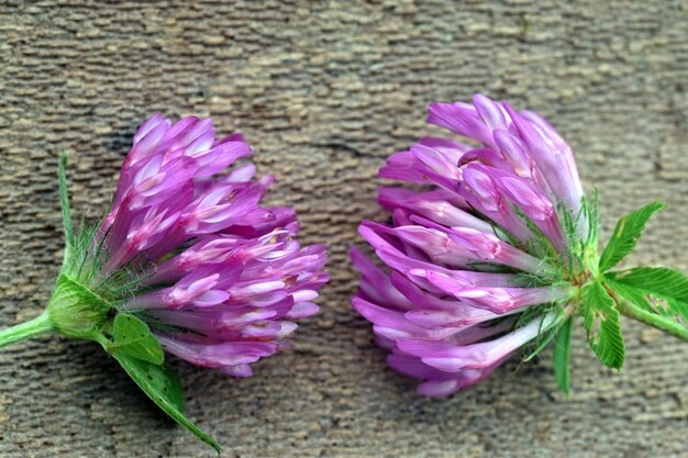 Vibrant purple pea flowers facing each other on grey ground