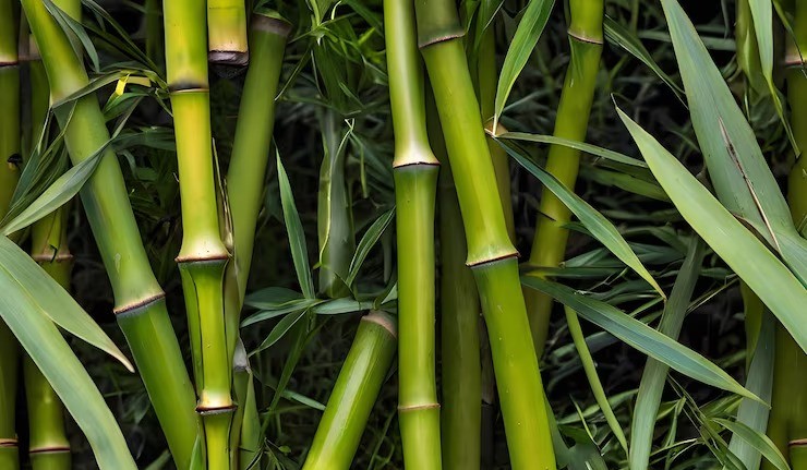 Green stems of Moso bamboo branches in a forest background