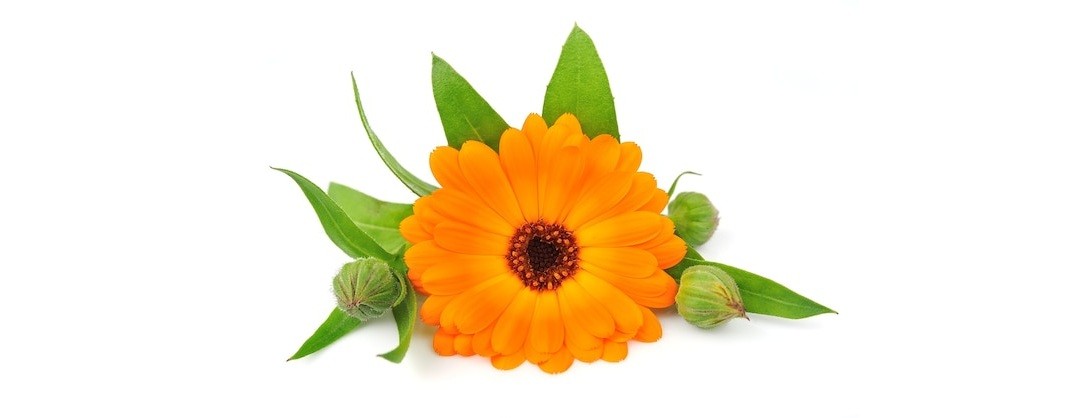 Fresh amber calendula flower lying in a blank background