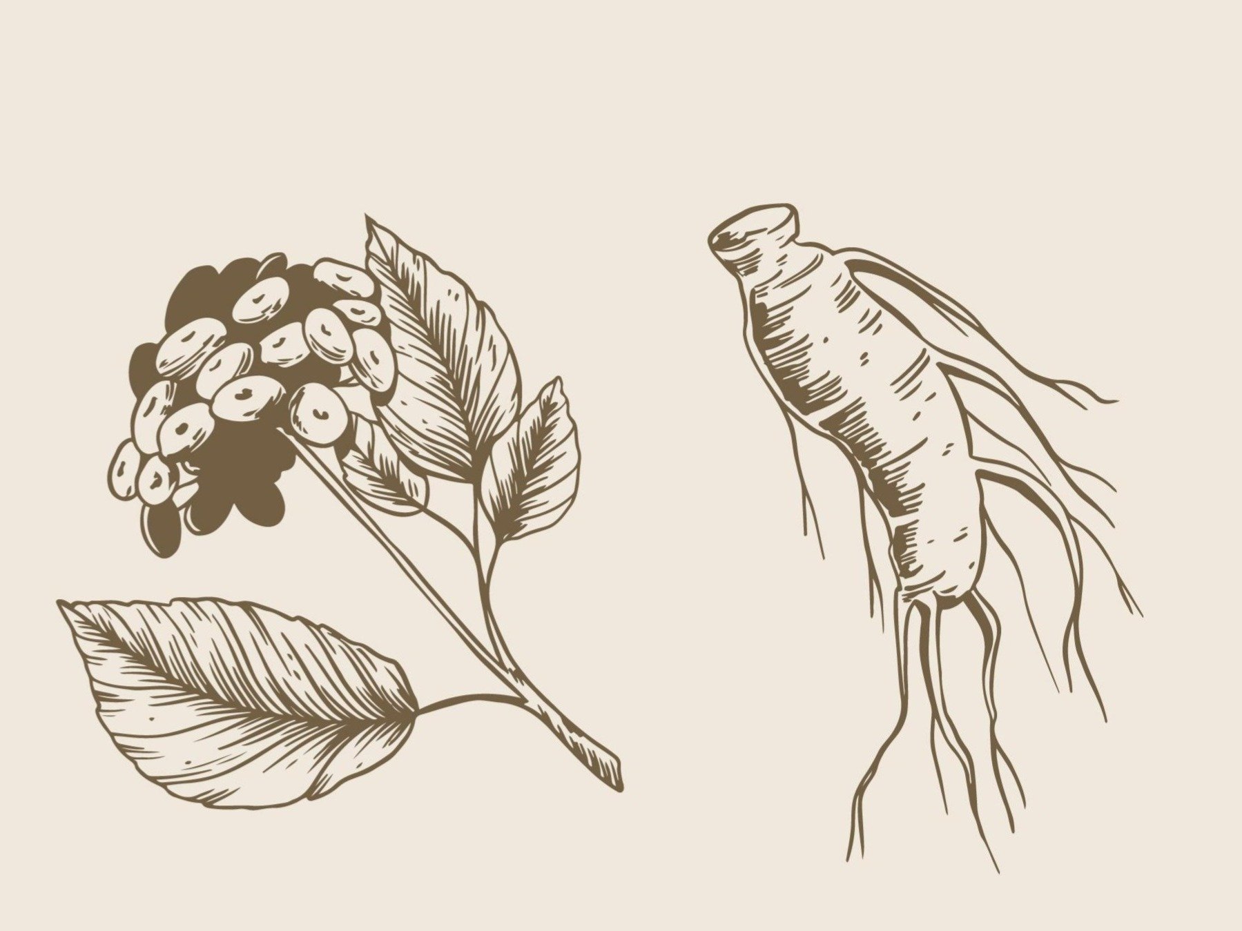 The Power of Ginseng – Reversing Time with Ancient Roots