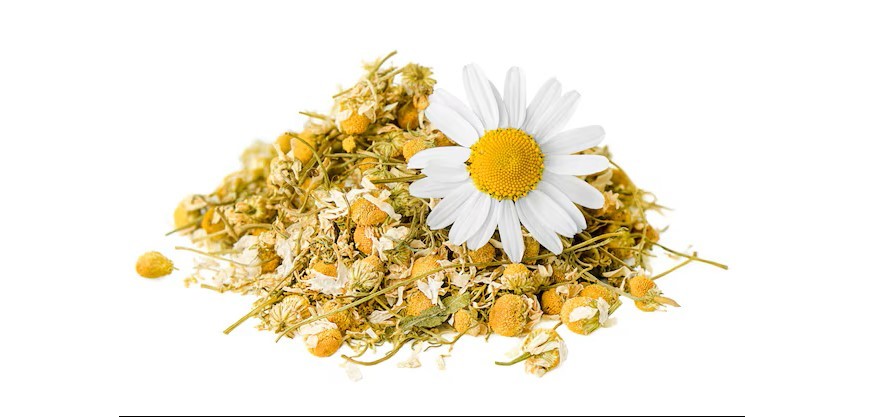 Dried chamomile flowers with a fresh chamomile flower resting on top.