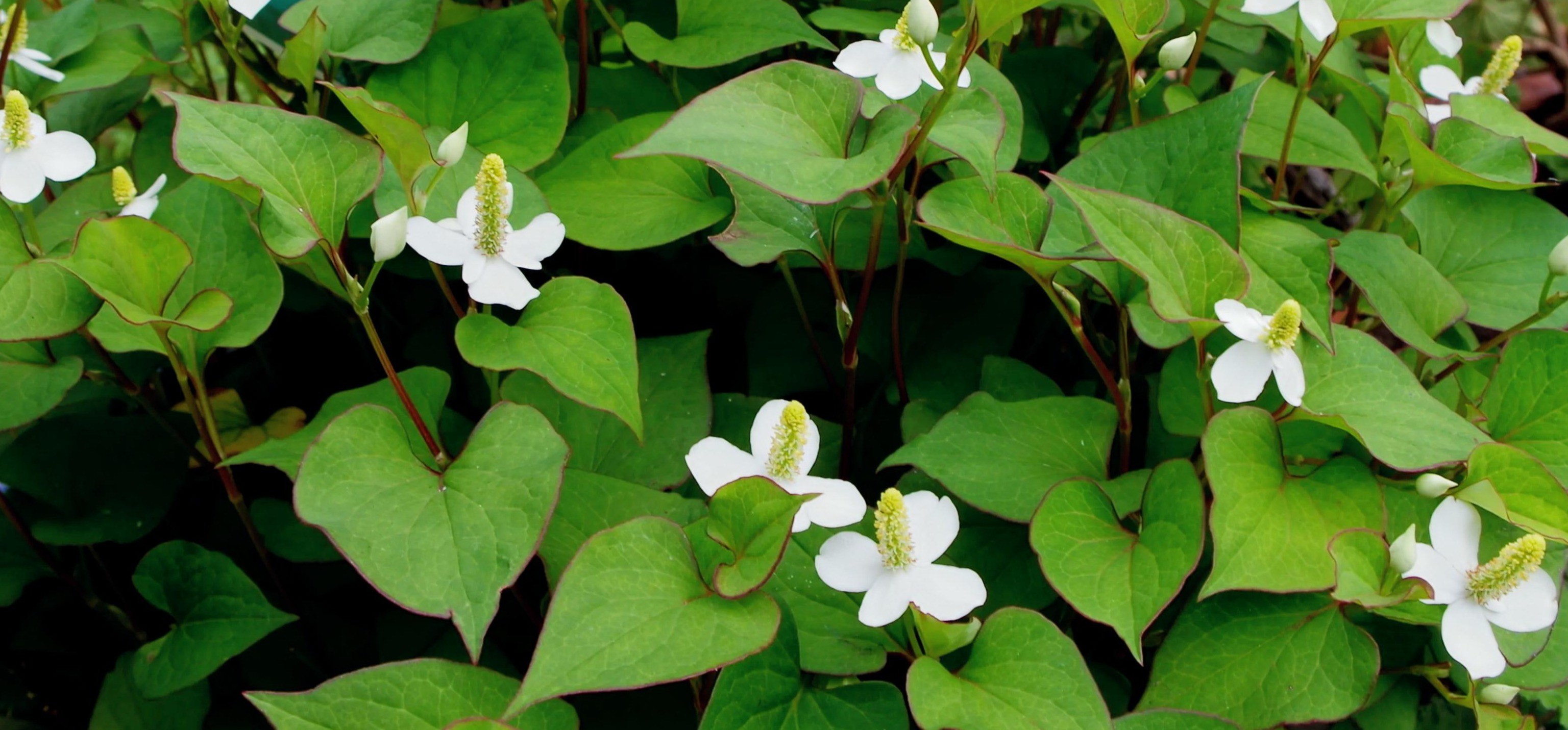 Houttuynia cordata flowers bloomg at the end of spring