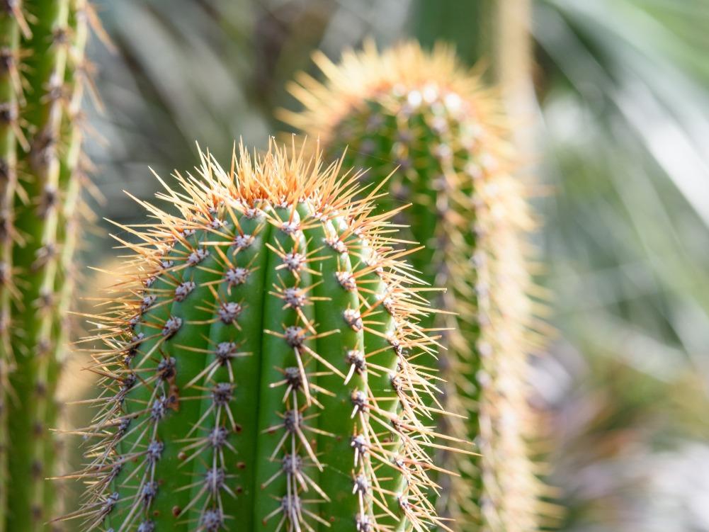 The Best K-Beauty With Cactus – The Ultimate Oily Skin & Pore Care Ingredient