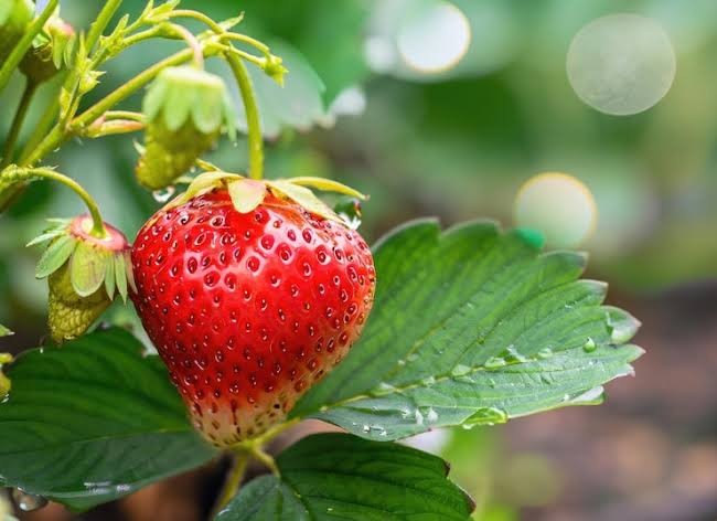 Fresh strawberry growing on a wild vine