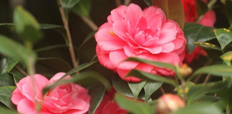 Vibrant, pink Camellia japonica flowers