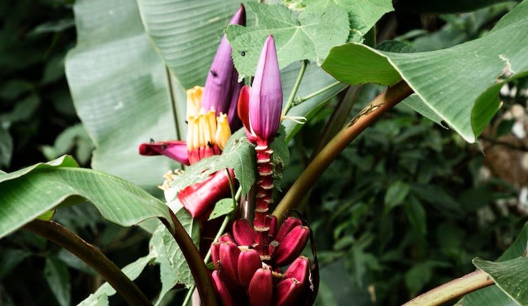 Tropical purple banana flower in the jungle