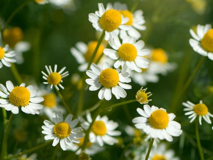 Small white chamomile flowers close up in garden