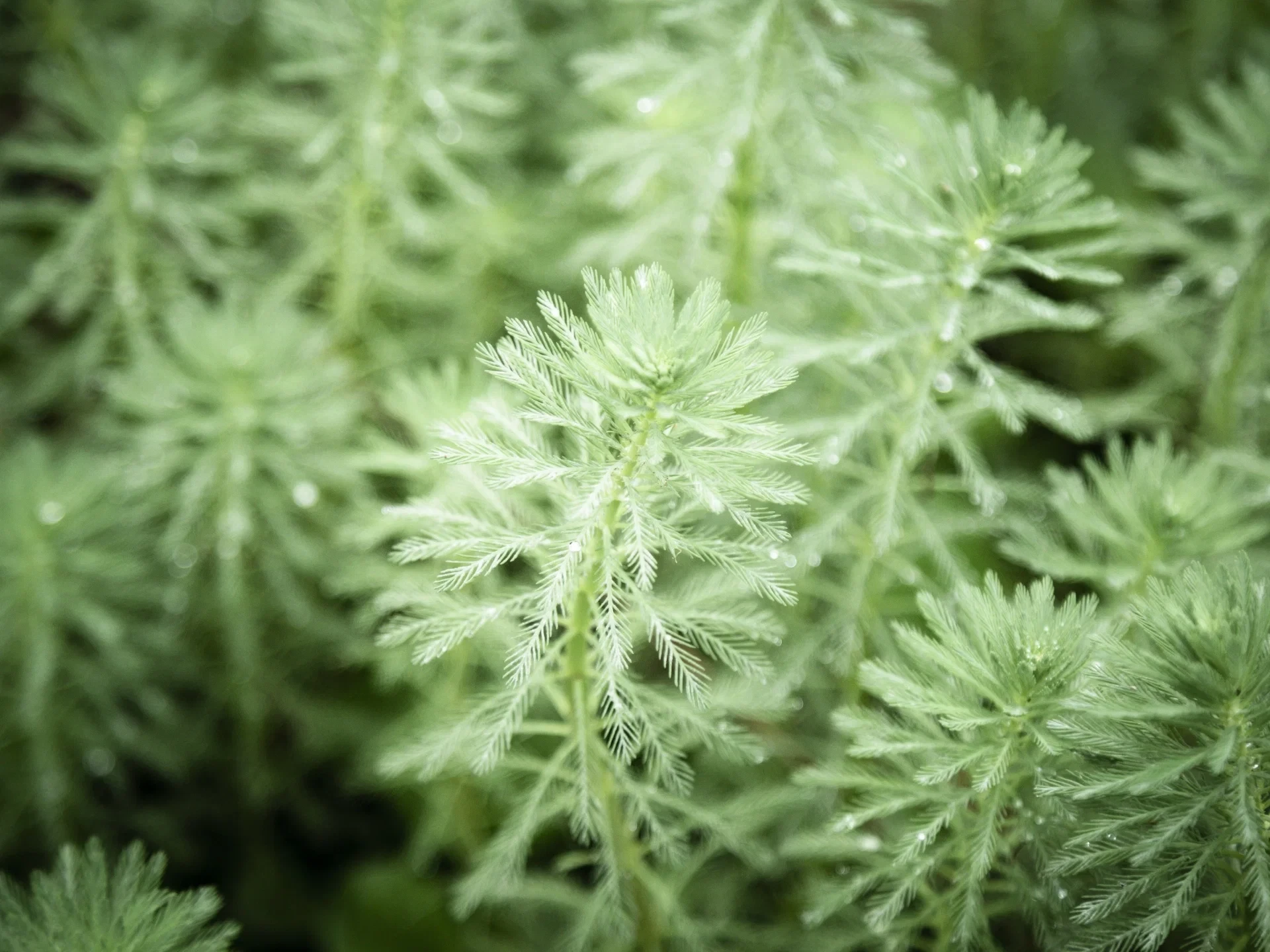 The Wonders of Mugwort Tile