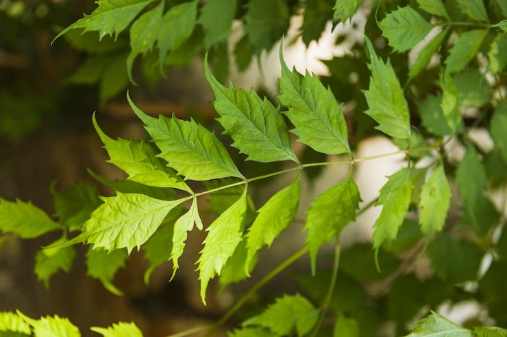 Close up of sunlit neem tree leaves, showing pointy emerald-green leaves