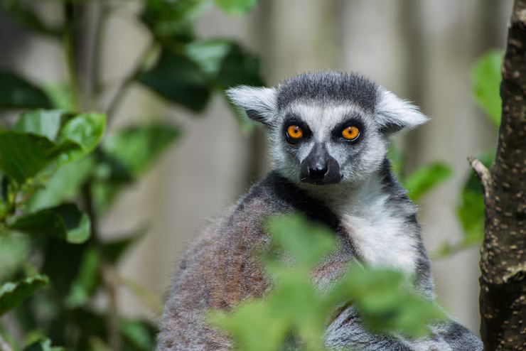 Madagascar Lemur Sitting in Natural Habitat