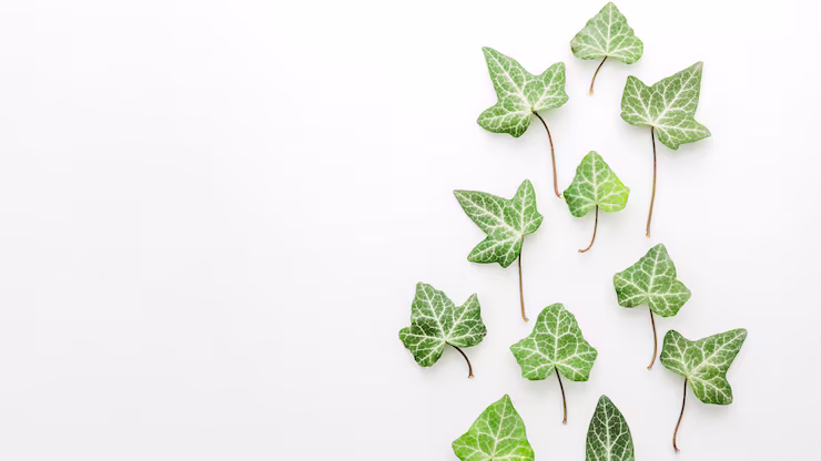 Ivy leaves sitting on soft grey background