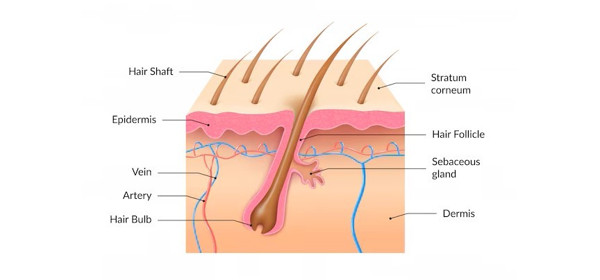 Diagram showing the internal structure of a hair follicle, from cuticle, skin to hair shaft