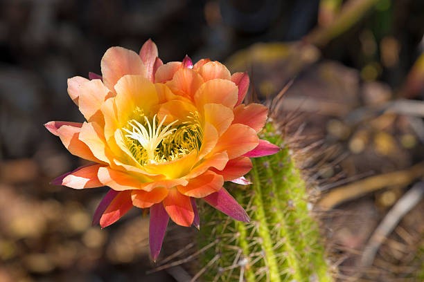Cactus Flower blooming in the desert