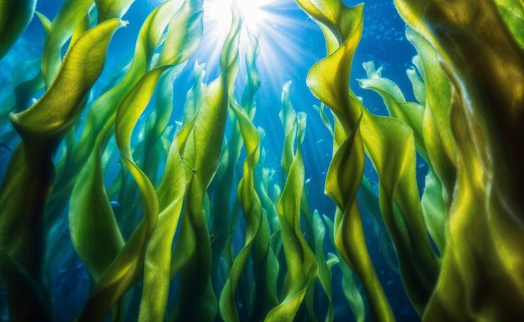 Underwater strands of bright-green algae floating in blue hue of ocean