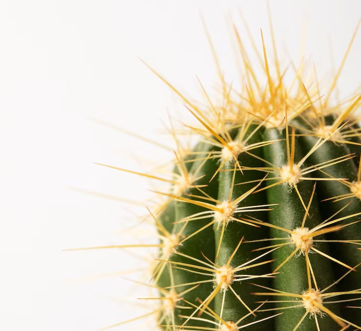 Close up of green, spiky cactus with yellow spikes